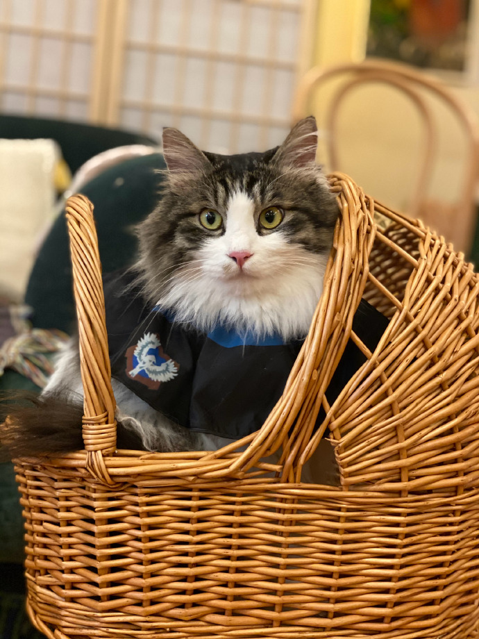 猫图片|宠物猫|猫咪|