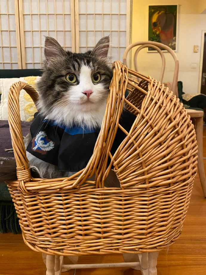 猫图片|宠物猫|猫咪|