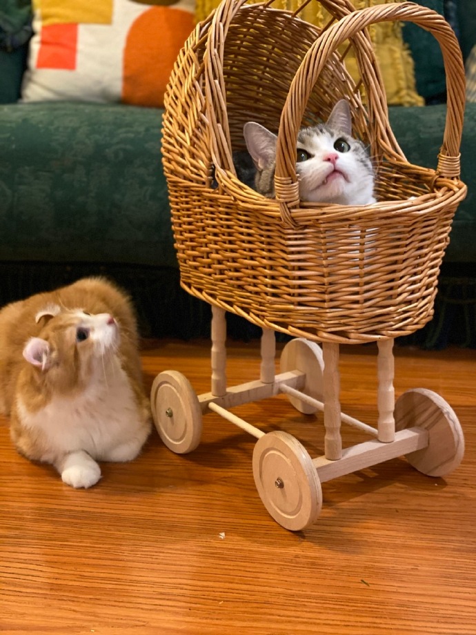 猫图片|宠物猫|猫咪|