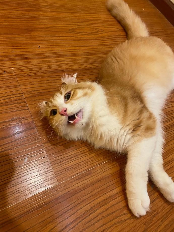 猫图片|宠物猫|猫咪|