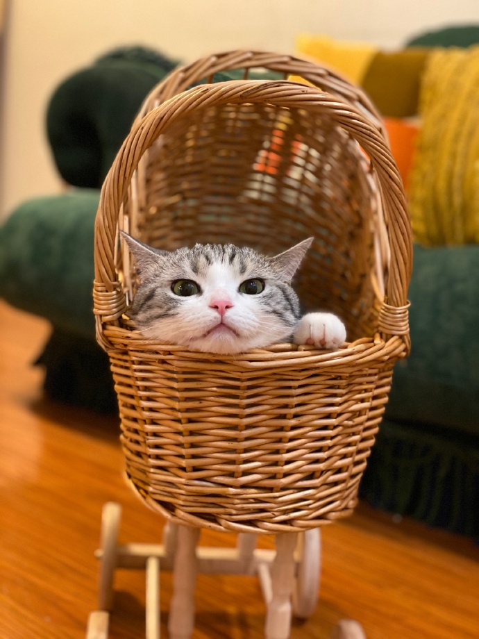 猫图片|宠物猫|猫咪|