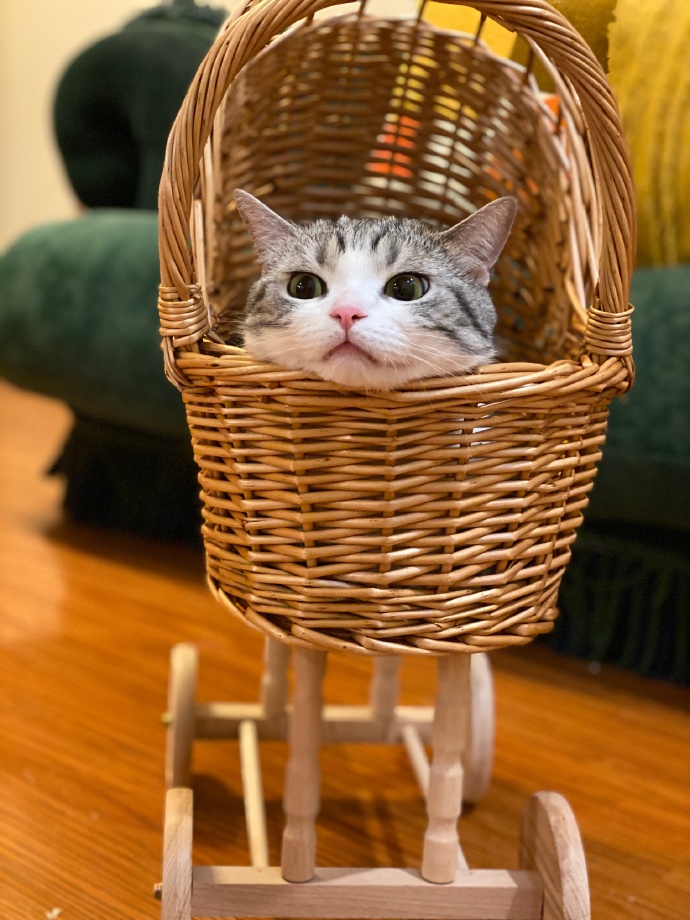 猫图片|宠物猫|猫咪|