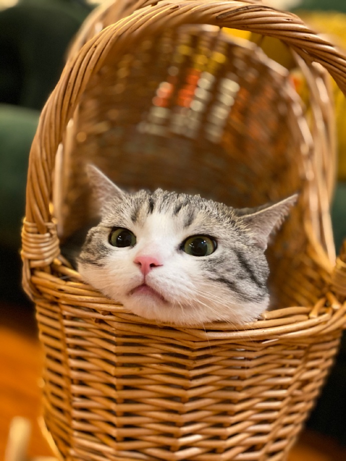 猫图片|宠物猫|猫咪|