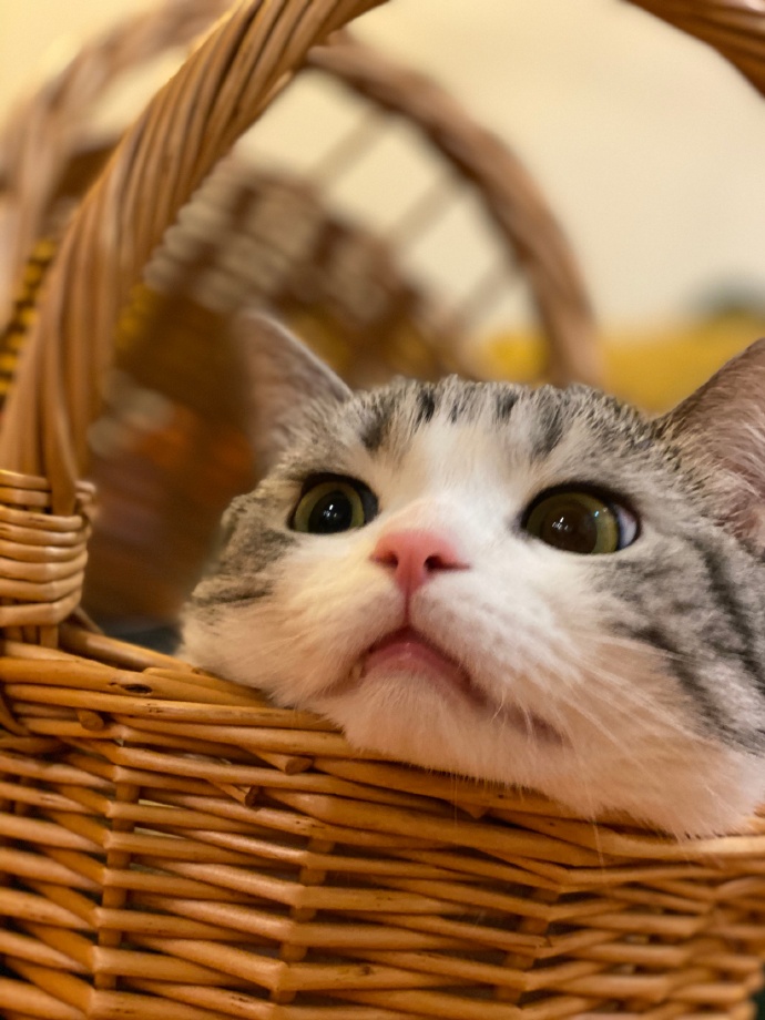 猫图片|宠物猫|猫咪|