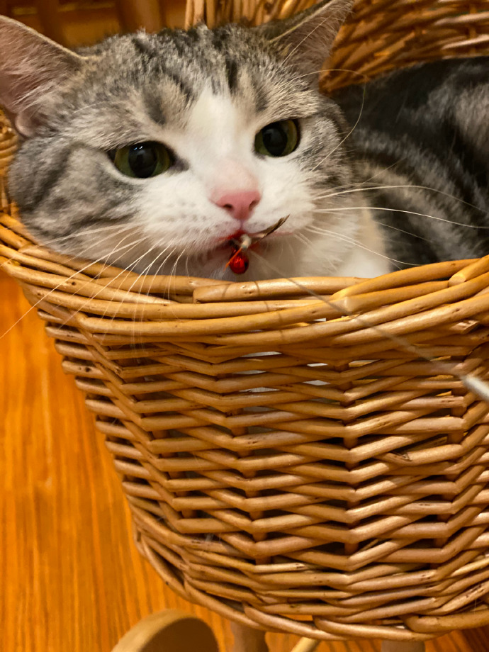 猫图片|宠物猫|猫咪|