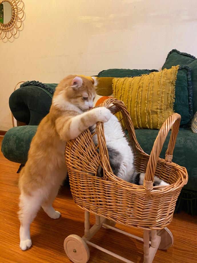 猫图片|宠物猫|猫咪|