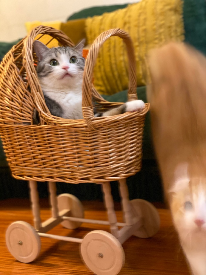 猫图片|宠物猫|猫咪|