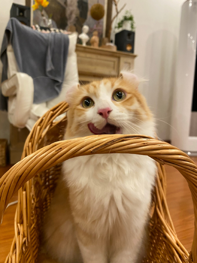 猫图片|宠物猫|猫咪|