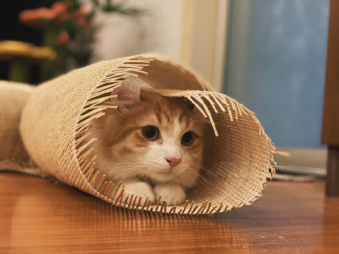 猫图片|宠物猫|猫咪|