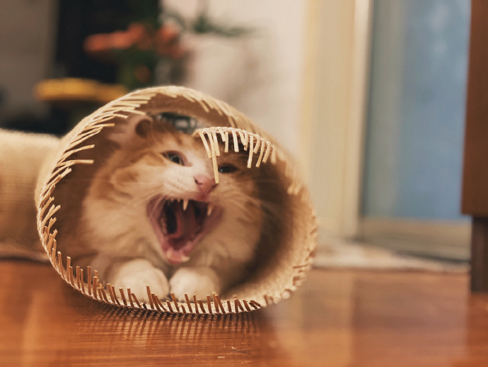 猫图片|宠物猫|猫咪|