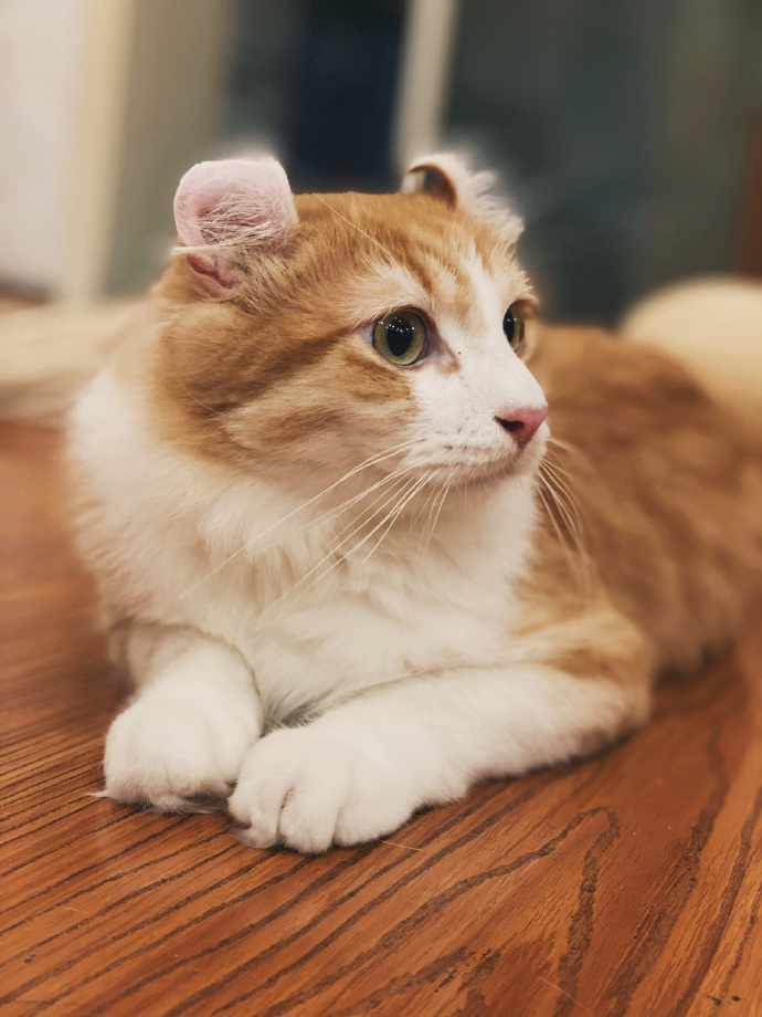 猫图片|宠物猫|猫咪|