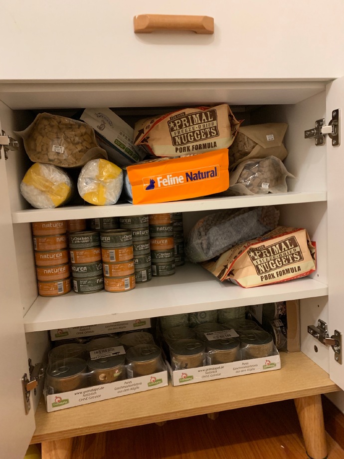 猫图片|宠物猫|猫咪|