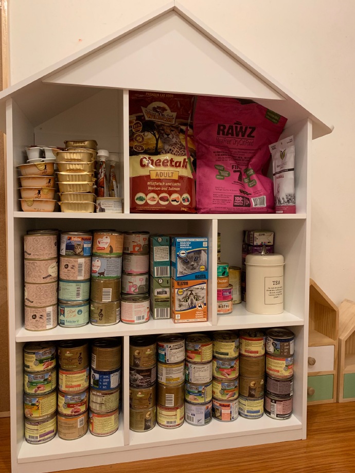 猫图片|宠物猫|猫咪|