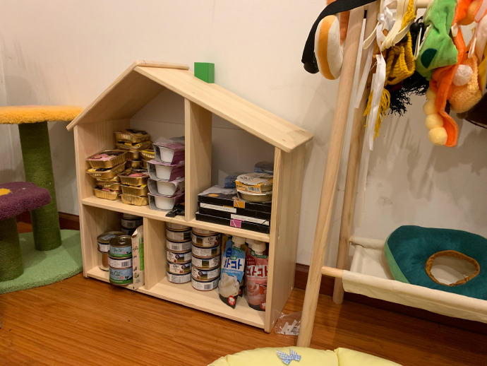 猫图片|宠物猫|猫咪|