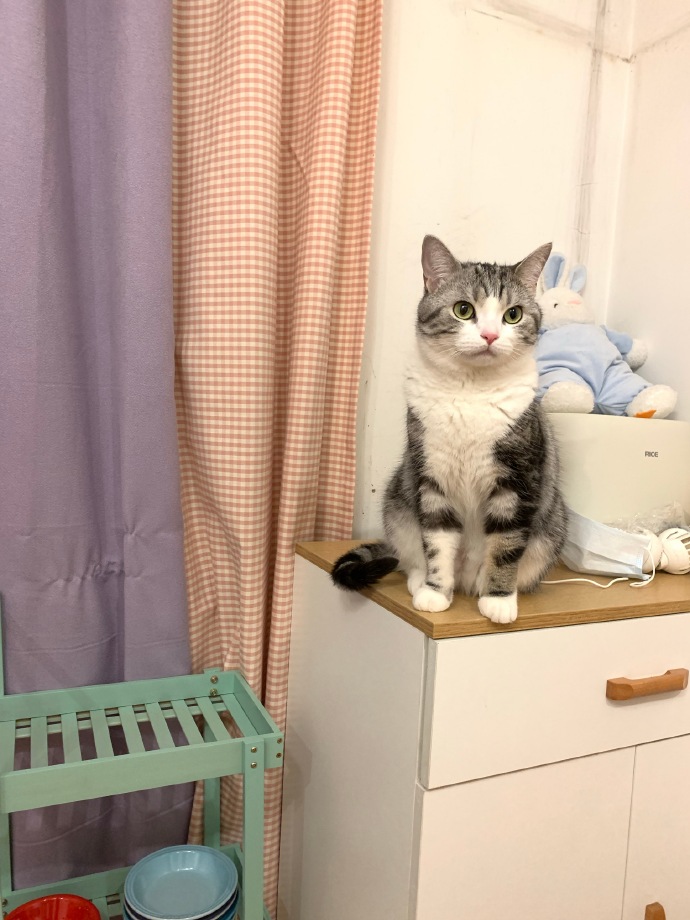 猫图片|宠物猫|猫咪|