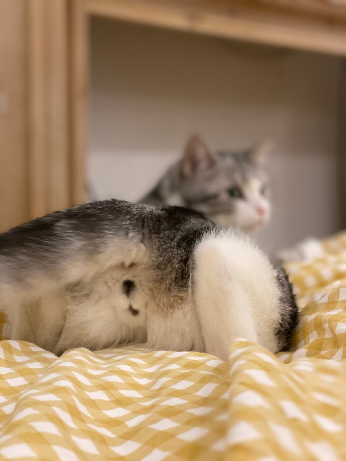 猫图片|宠物猫|猫咪|