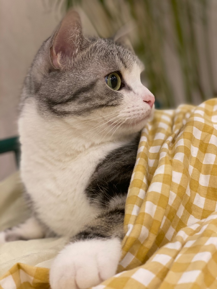 猫图片|宠物猫|猫咪|