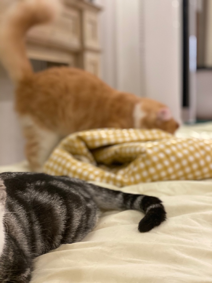 猫图片|宠物猫|猫咪|