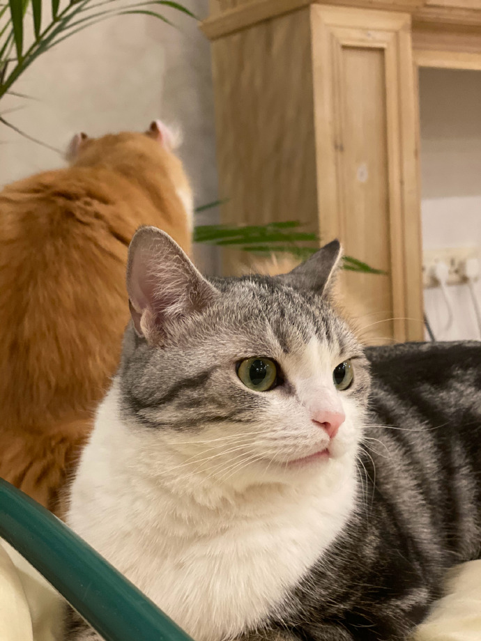 猫图片|宠物猫|猫咪|