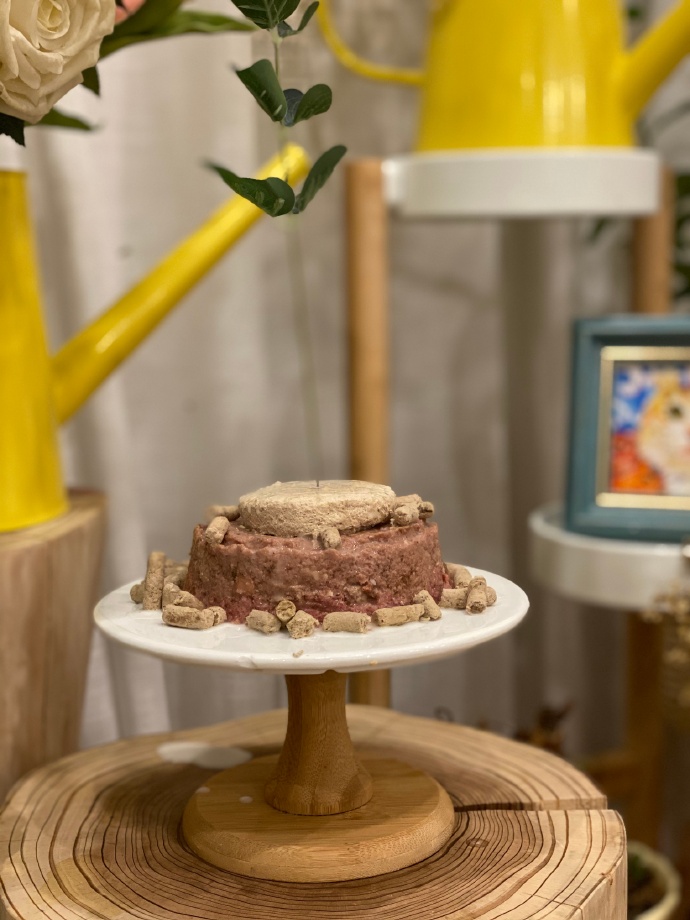 猫图片|宠物猫|猫咪|