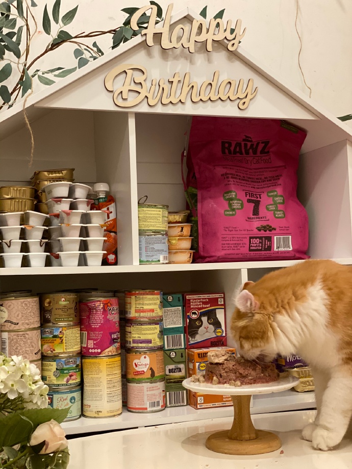 猫图片|宠物猫|猫咪|