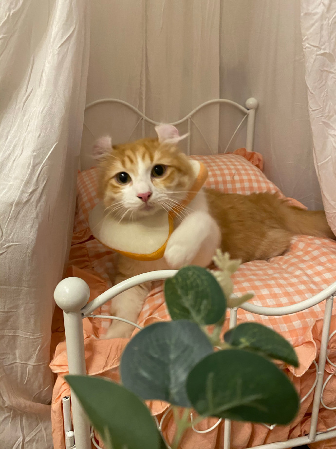 猫图片|宠物猫|猫咪|