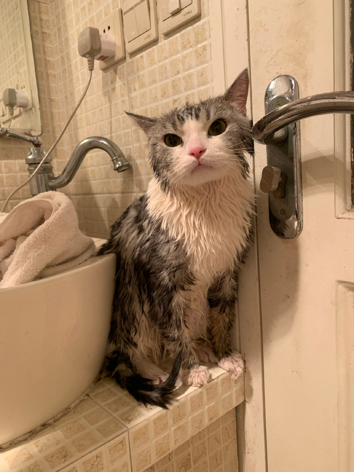 猫图片|宠物猫|猫咪|