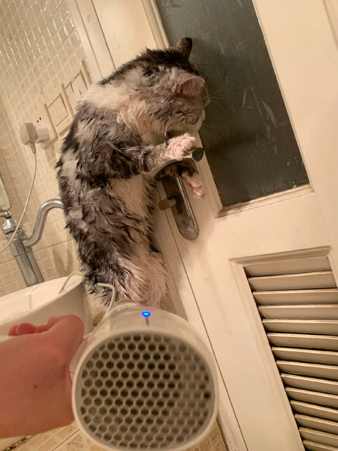 猫图片|宠物猫|猫咪|