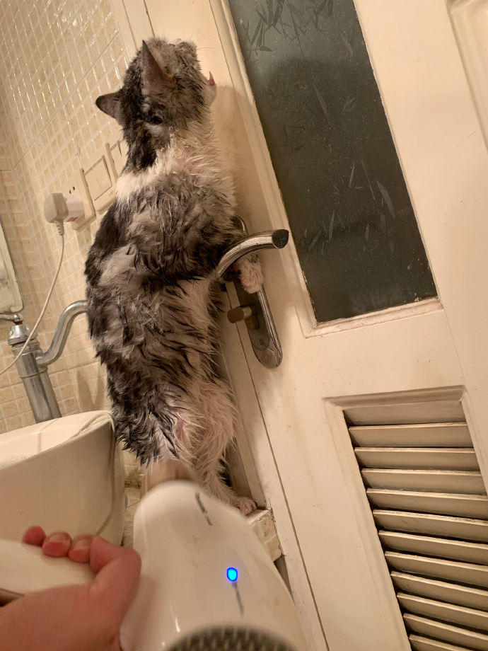 猫图片|宠物猫|猫咪|