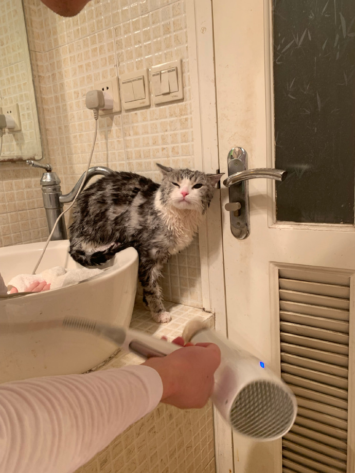 猫图片|宠物猫|猫咪|