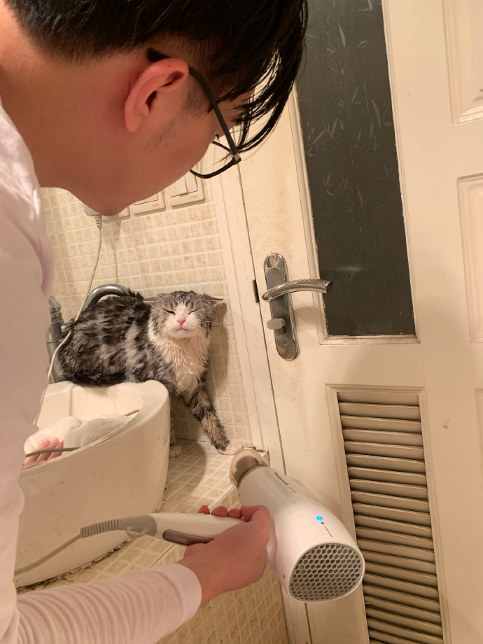 猫图片|宠物猫|猫咪|