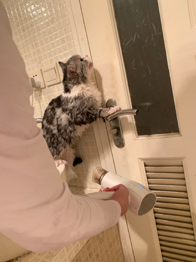 猫图片|宠物猫|猫咪|