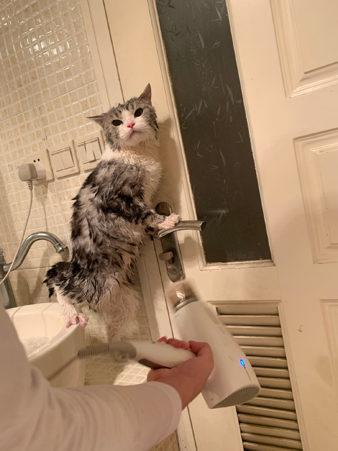 猫图片|宠物猫|猫咪|