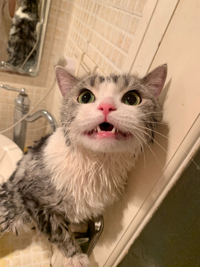 猫图片|宠物猫|猫咪|