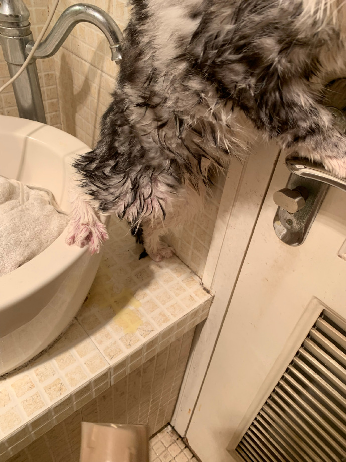 猫图片|宠物猫|猫咪|