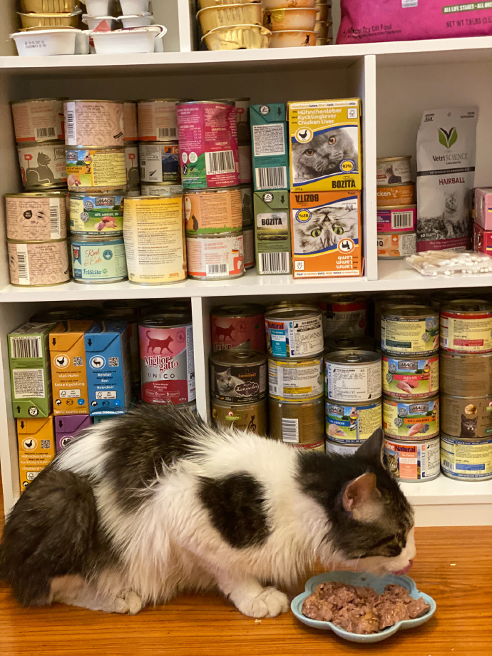 猫图片|宠物猫|猫咪|