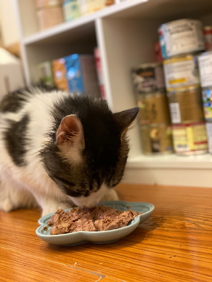 猫图片|宠物猫|猫咪|