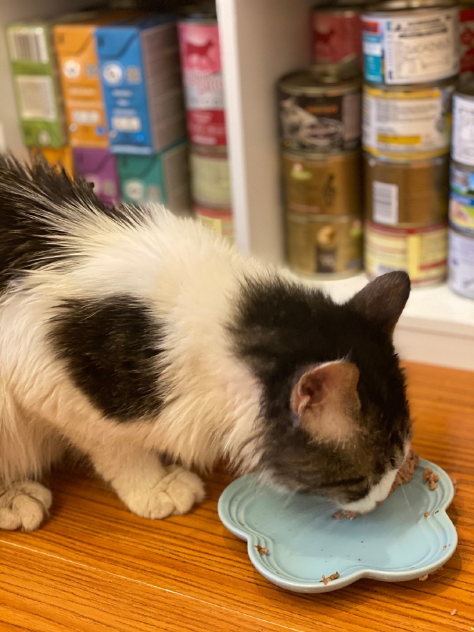 猫图片|宠物猫|猫咪|