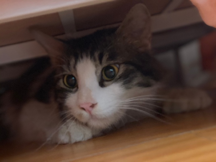 猫图片|宠物猫|猫咪|