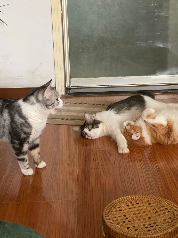 猫图片|宠物猫|猫咪|