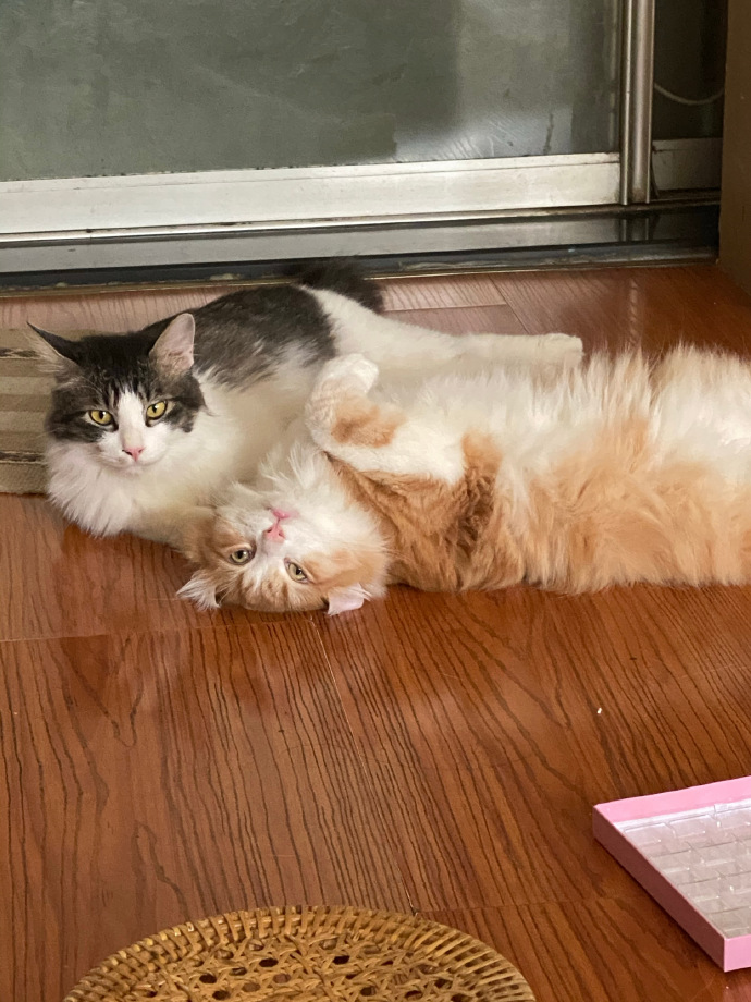 猫图片|宠物猫|猫咪|