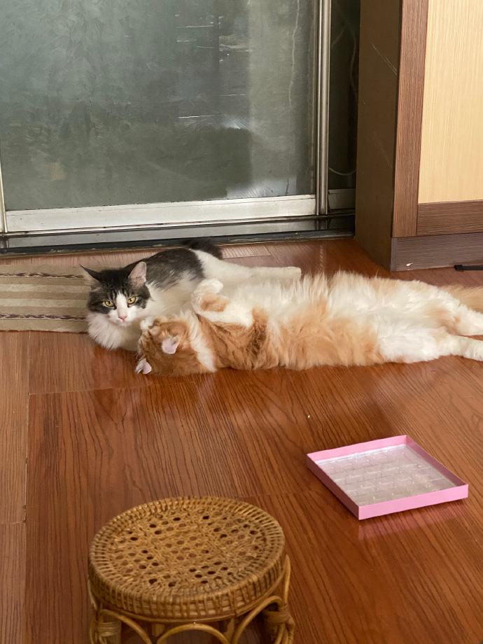 猫图片|宠物猫|猫咪|