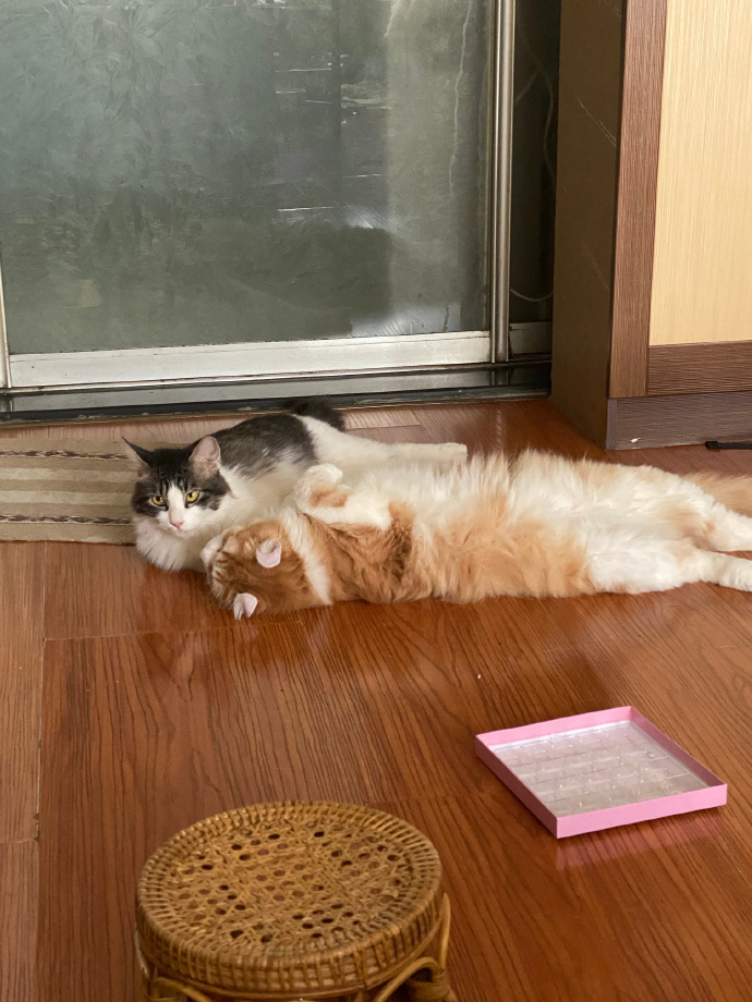 猫图片|宠物猫|猫咪|