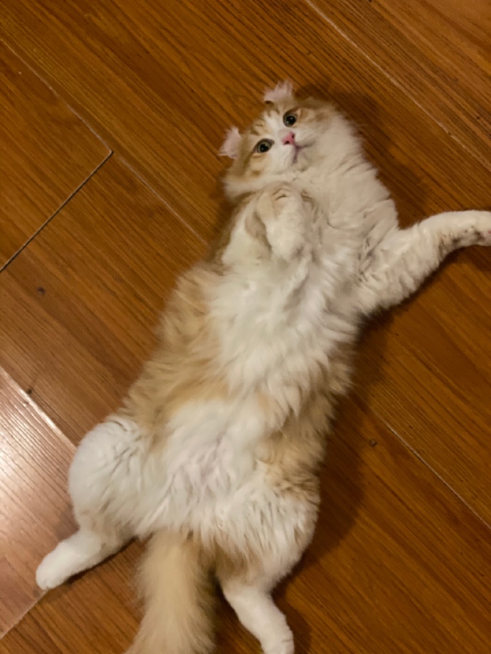 猫图片|宠物猫|猫咪|