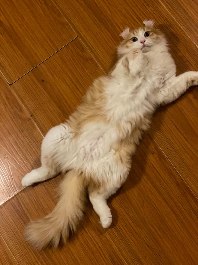 猫图片|宠物猫|猫咪|