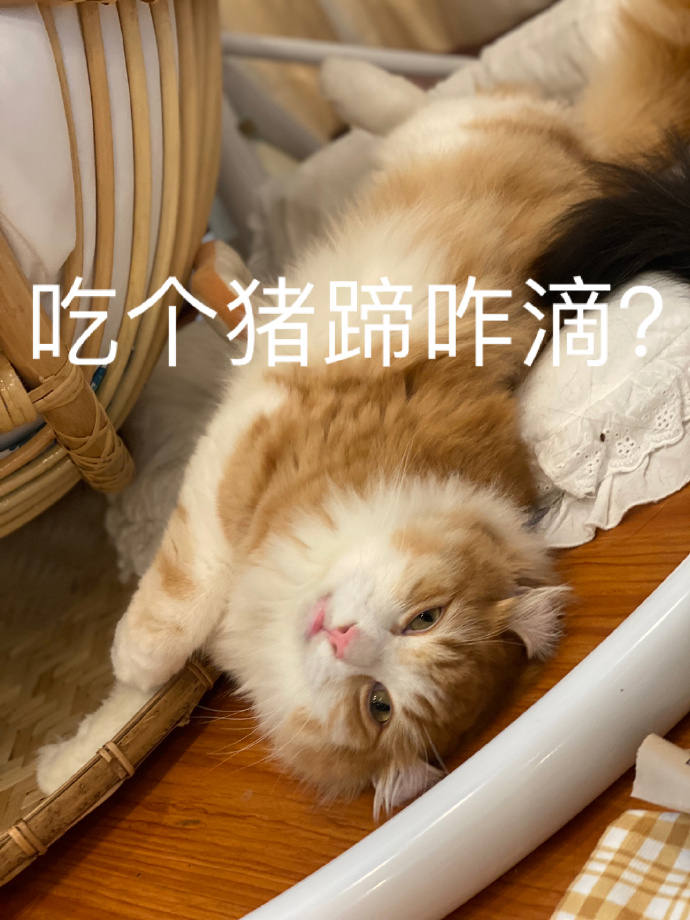 猫图片|宠物猫|猫咪|