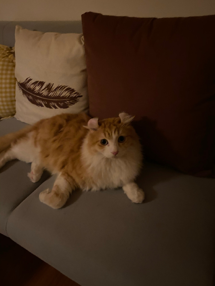 猫图片|宠物猫|猫咪|