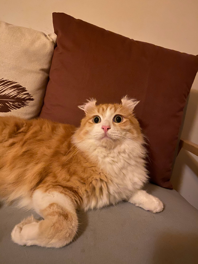 猫图片|宠物猫|猫咪|