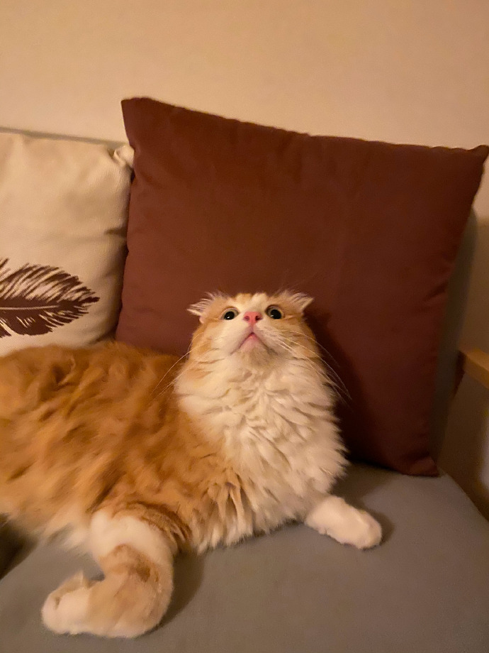 猫图片|宠物猫|猫咪|