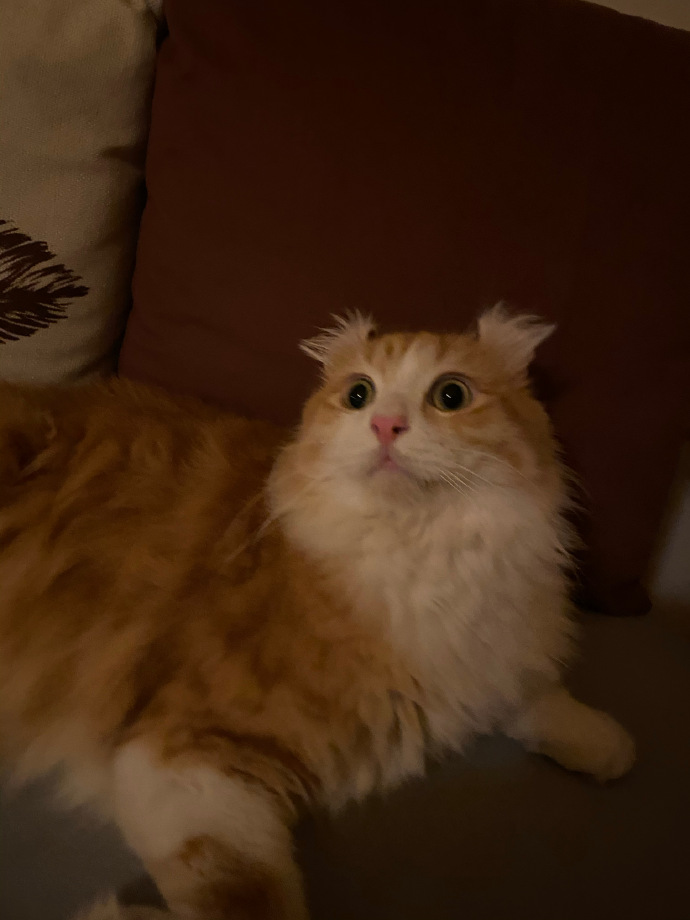 猫图片|宠物猫|猫咪|